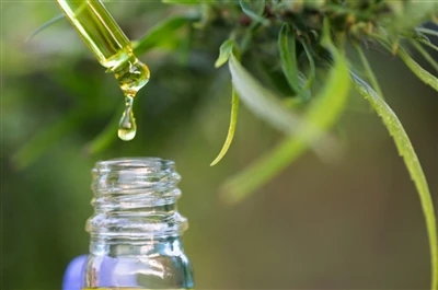 CBD Vs. THC: Txhua Yam Koj Yuav Tsum Tau Paub