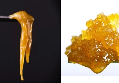 Nyob Resin vs. Live Rosin: Dab tsi yog qhov sib txawv?